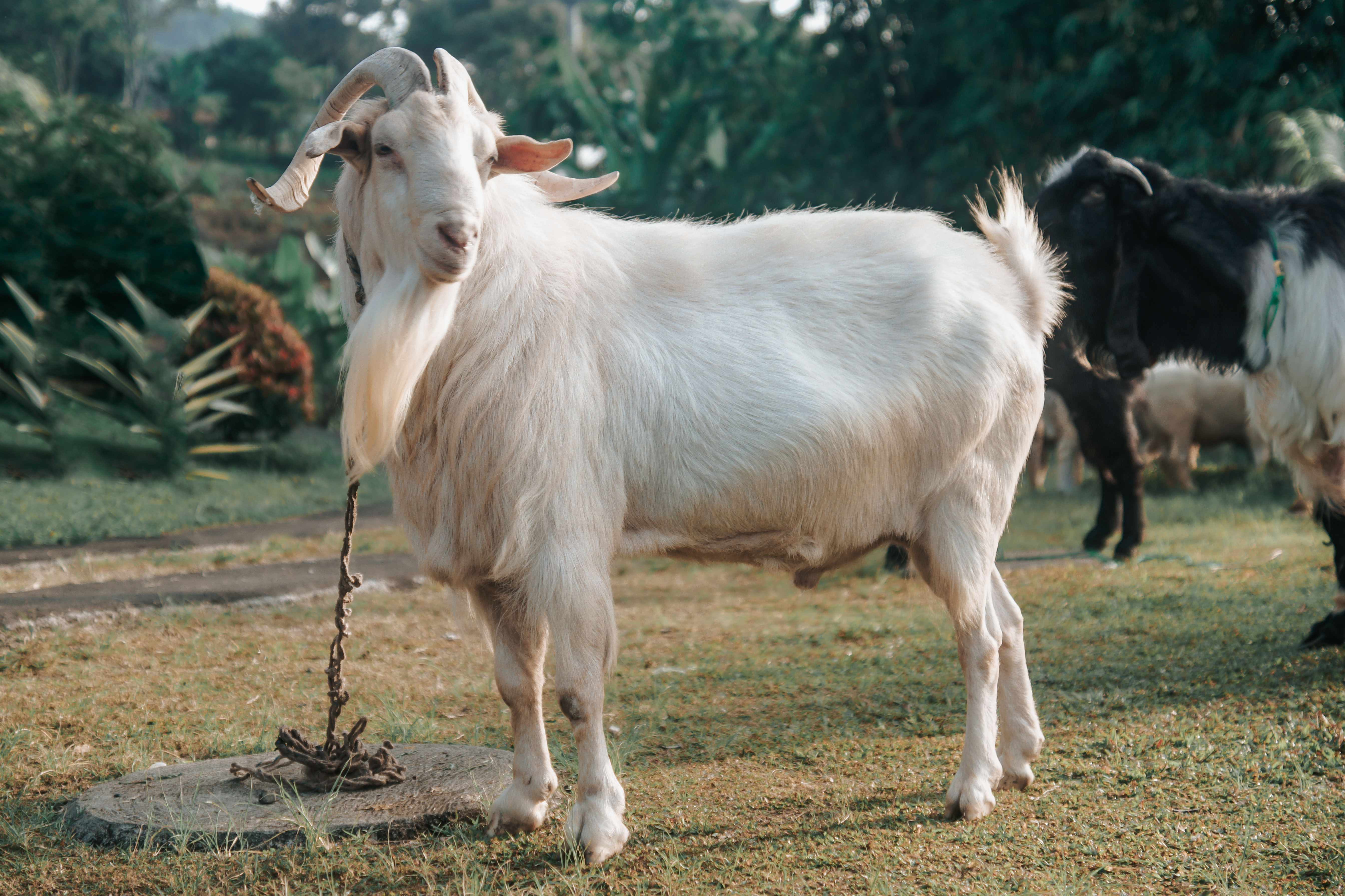 Mahir Farm